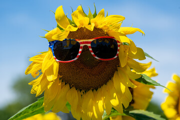 Sunflower wearing American USA flag patriotic sunglasses