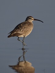A whimbrel (Numenius phaeopus) looking back over its shoulder is reflected on the wet sand of Manresa State Beach in California