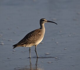 A whimbrel (Numenius phaeopus) stands amid the surf on Manresa State Beach, in Watsonville, California
