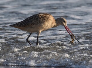 A marbled godwit (Limosa fedoa) grabs a lugworm from the sand at the water's edge at Manresa State Beach in northern California