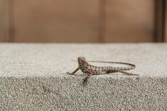 Lizard on wall