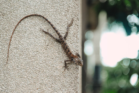 Lizard on wall