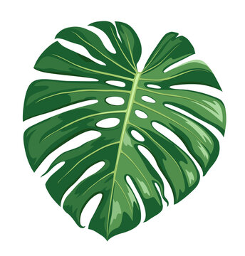 Monstera Deliciosa leaf vector, realistic design isolated on white background, Eps 10 illustration
