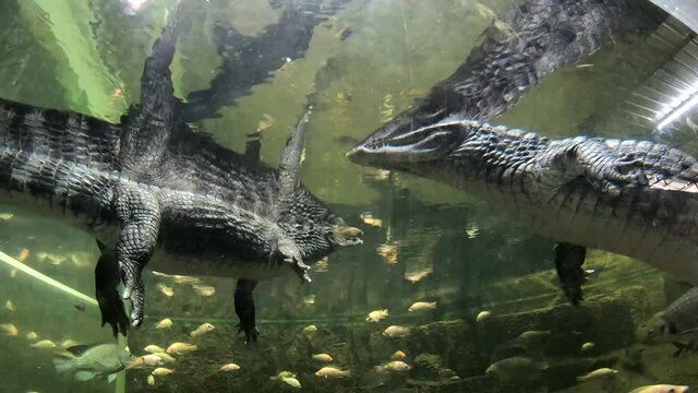 Couple Caiman ( Alligatoridae ) relax sleeping in the pond.
