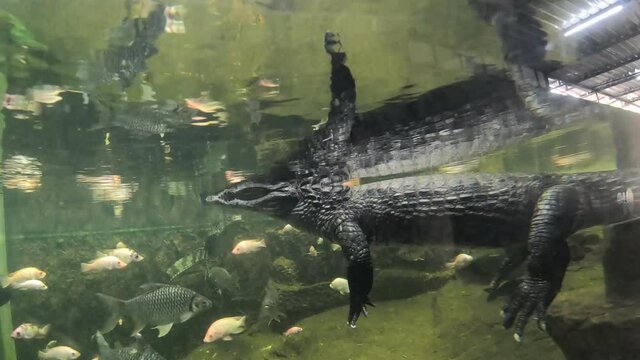 Couple Caiman ( Alligatoridae ) relax sleeping in the pond.
