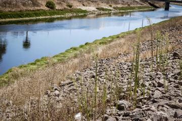 Fototapeta na wymiar reeds in the water