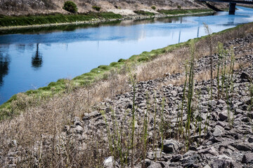 Fototapeta na wymiar Reeds in the water reflecting 