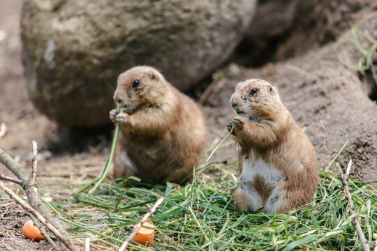 Prairie Dog