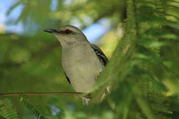 blue tit on branch
