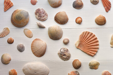 Seashells collection