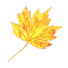 yellow autumn maple leaf on a white background, watercolor drawing