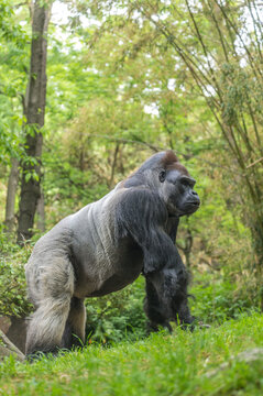 Silverback gorilla in the forest