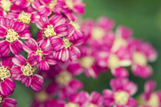 Macro of pink yarrow flower blooms in spring
