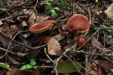 ヌメリコウジタケ