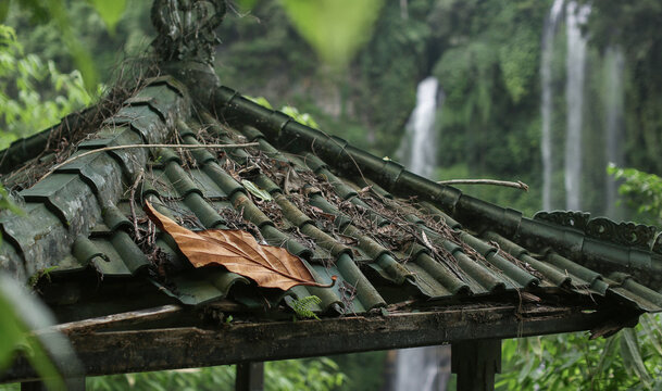 Arbor in Jungle