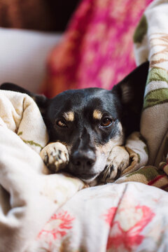 Close-up of adorable little dog sleeping with muzzle on her legs