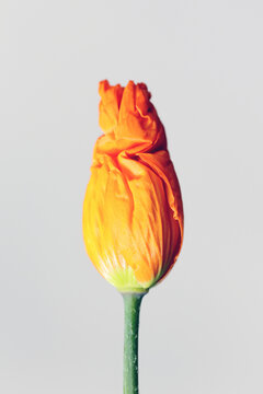 Wrinkled welsh poppy