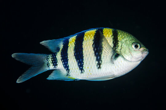 Indo Pacific Sergeant