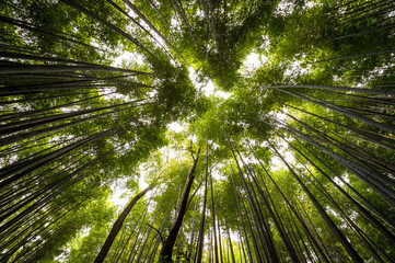 Fototapeta na wymiar Arashiyama bamboo forest in Kyoto, Japan.