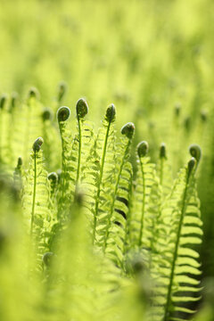 fresh leaves on a group of ostrich ferns