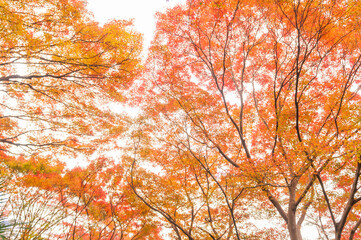 Autumn leaves in Kyoto