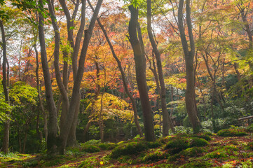 Autumn leaves in Kyoto