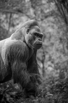 Silverback gorilla in the forest