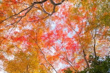 Autumn leaves in Kyoto