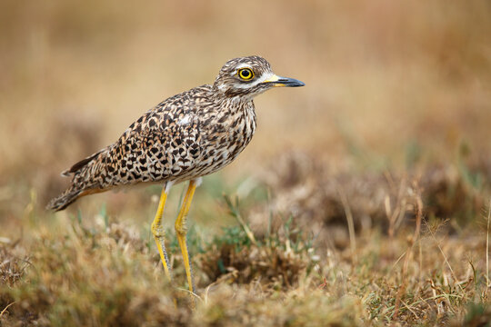 Spotted thick-knee