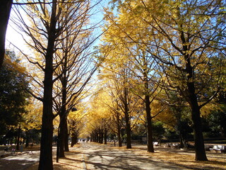 秋の公園
