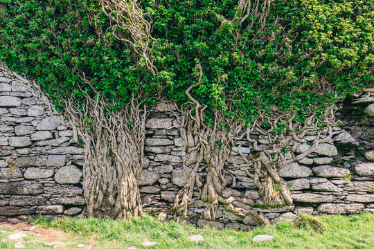 Vines growing on Ballycarbery Castle