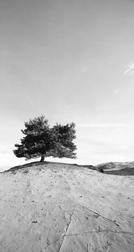 Lonely pine tree in sandy landscape