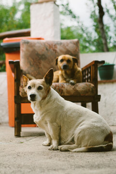 Two cross breed dogs on a spanish patio