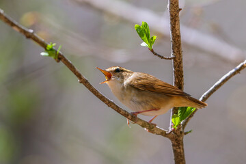 さえずるヤブサメ