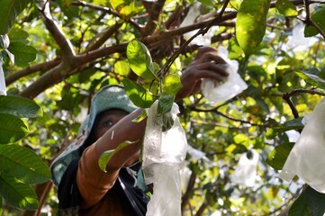 person in the garden picking guava fruits