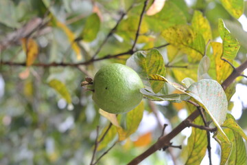 green guava fruit on tree