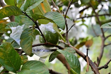 guava fruit wrapped in plastic on a guava tree branch in a garden