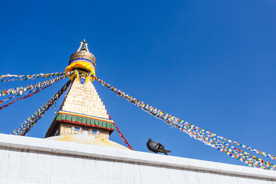 dove in Bodhnath Stupa,Katmandu
