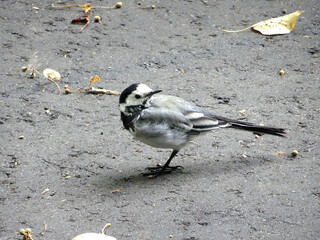 a little wagtail bird sits on the pavement among the autumn leaves