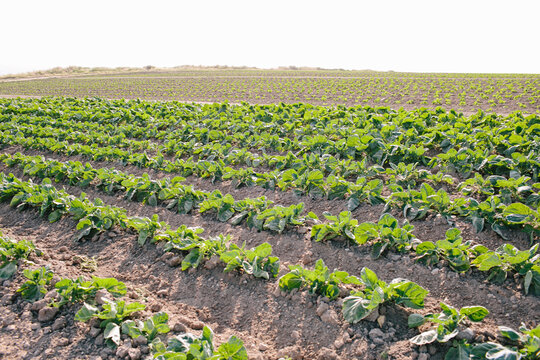Field of brussel sprouts