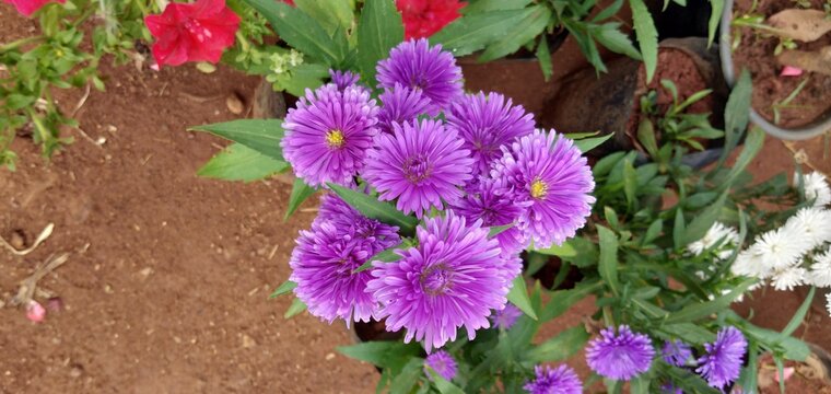 plants, landscap,botanical gardens,nursery
,landscaping,garden centre,perennial,annual,planters
,landscape design