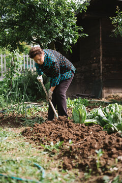 Senior woman working in her vegetable garden