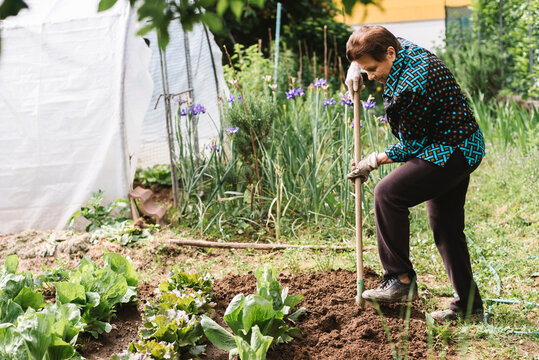Senior woman working in her vegetable garden