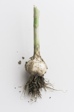 Fresh garlic clove
