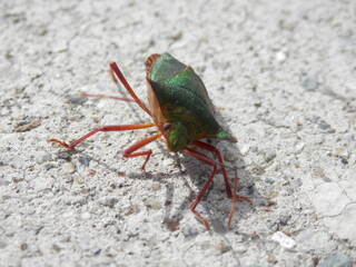 体を傾けているツノアオカメムシ