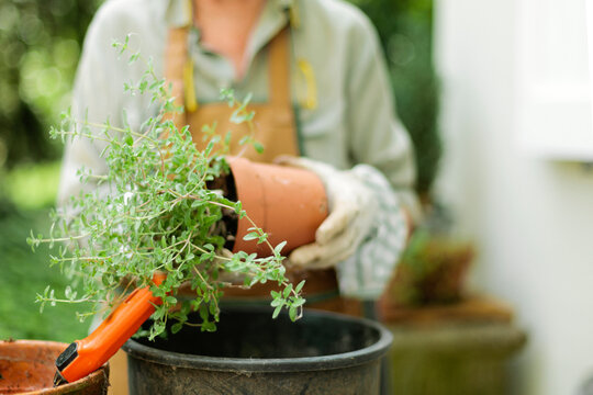Gardener moving a plant from little pot to a bigger one