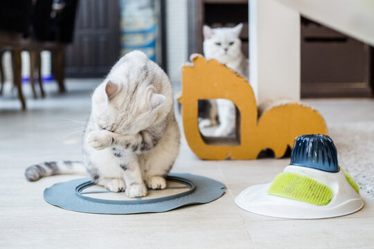Cats and their toys