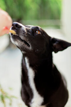 Close up of dog taking cookie from human hand