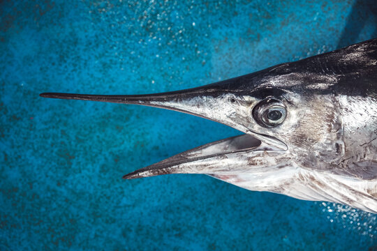 Close up of swordfish