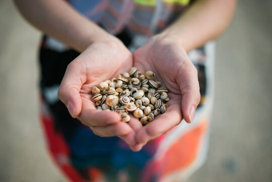 a group of snails on the hands